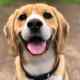 Pet business marketing case study by PetDriven