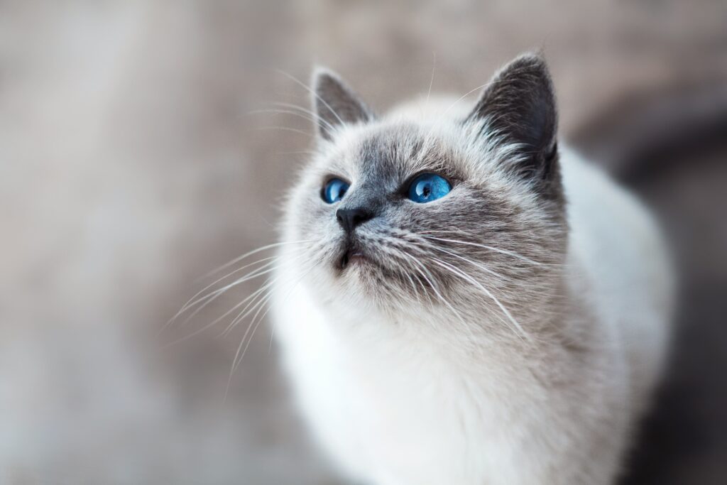 Contact PetDriven, a pet marketing agency based in Toronto